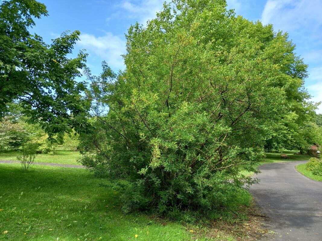 Caragana boisii habit