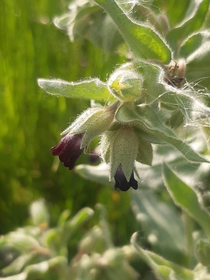 Nonea pulla flower