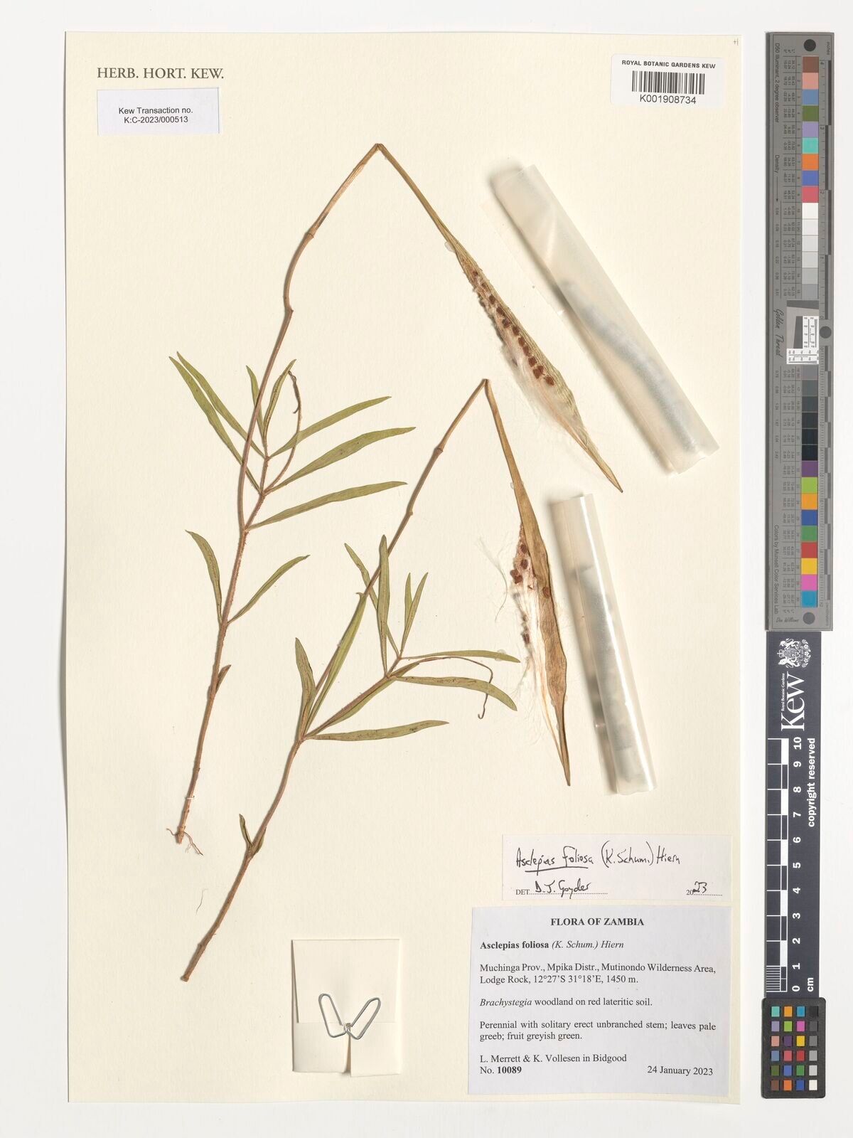 Asclepias foliosa — search result for 'Asclepias'