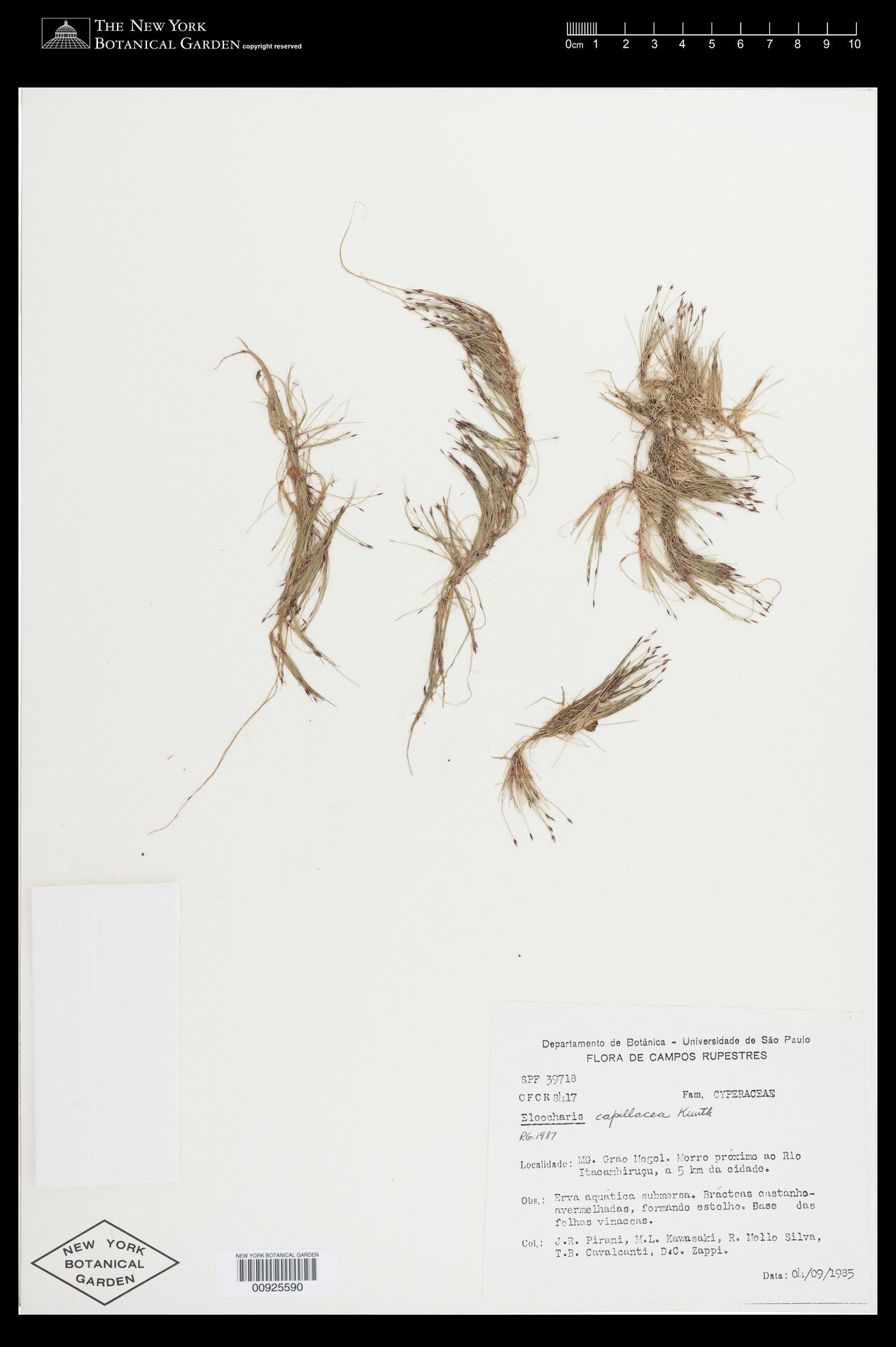 Eleocharis capillacea fruit