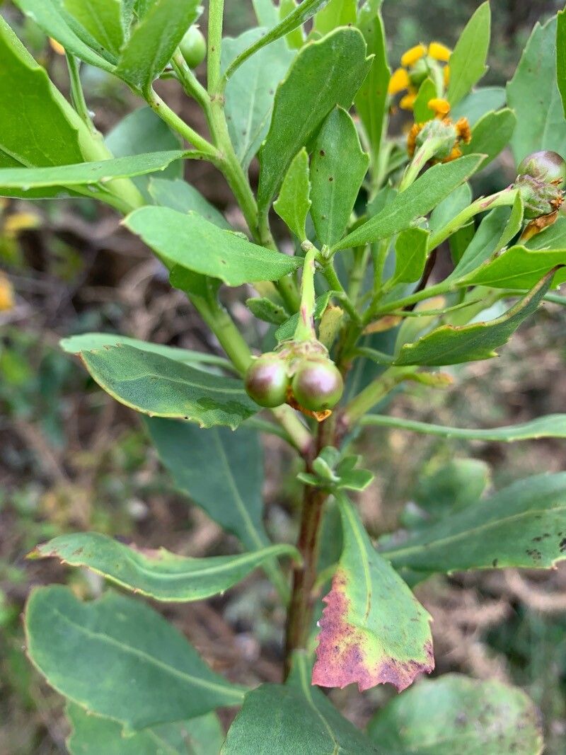 Osteospermum moniliferum fruit