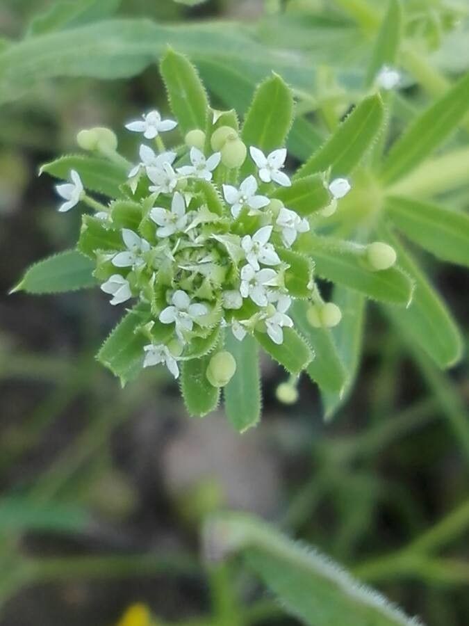 Galium tricornutum flower