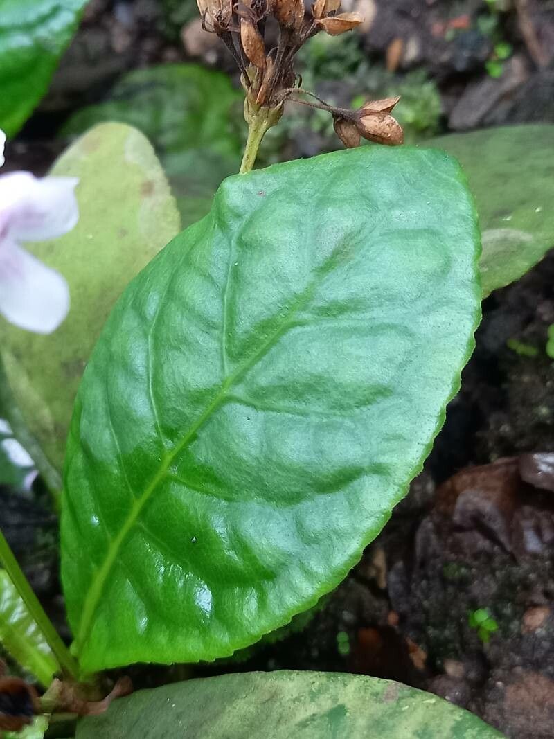 Tetranema roseum — houseplant care guide