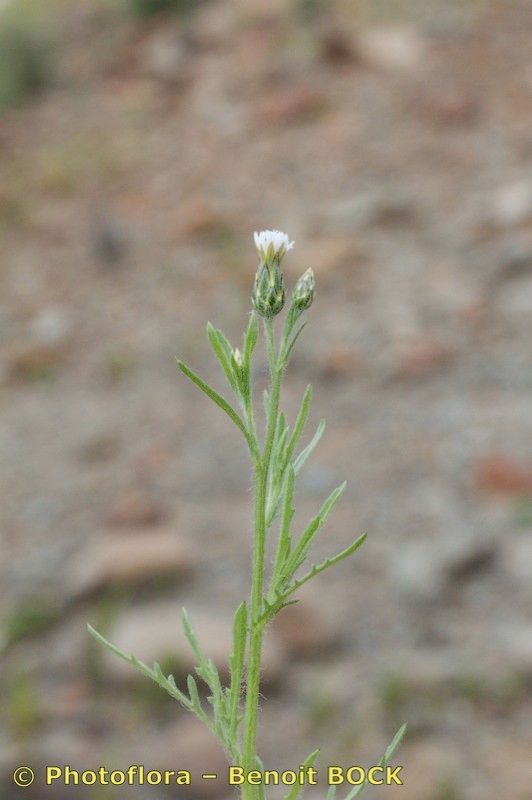 Volutaria canariensis other