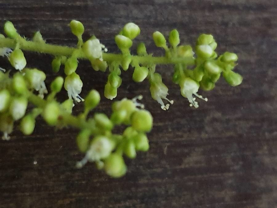 Allophylus rubifolius flower