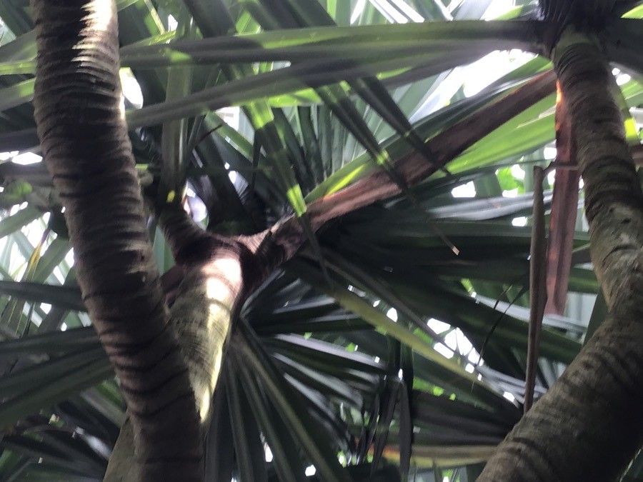 Pandanus vandermeeschii — search result for 'Pandanus'