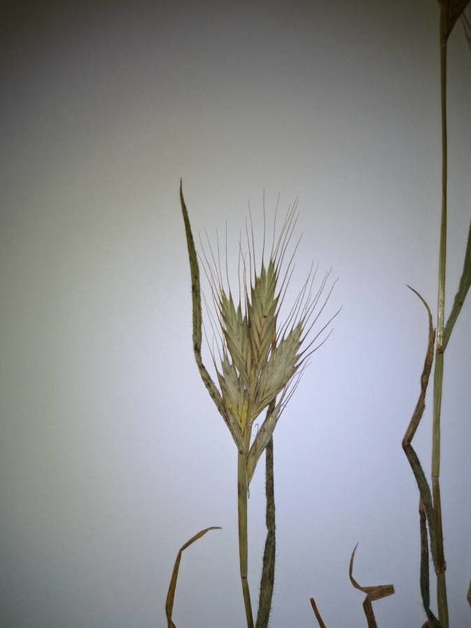Brachypodium distachyon flower