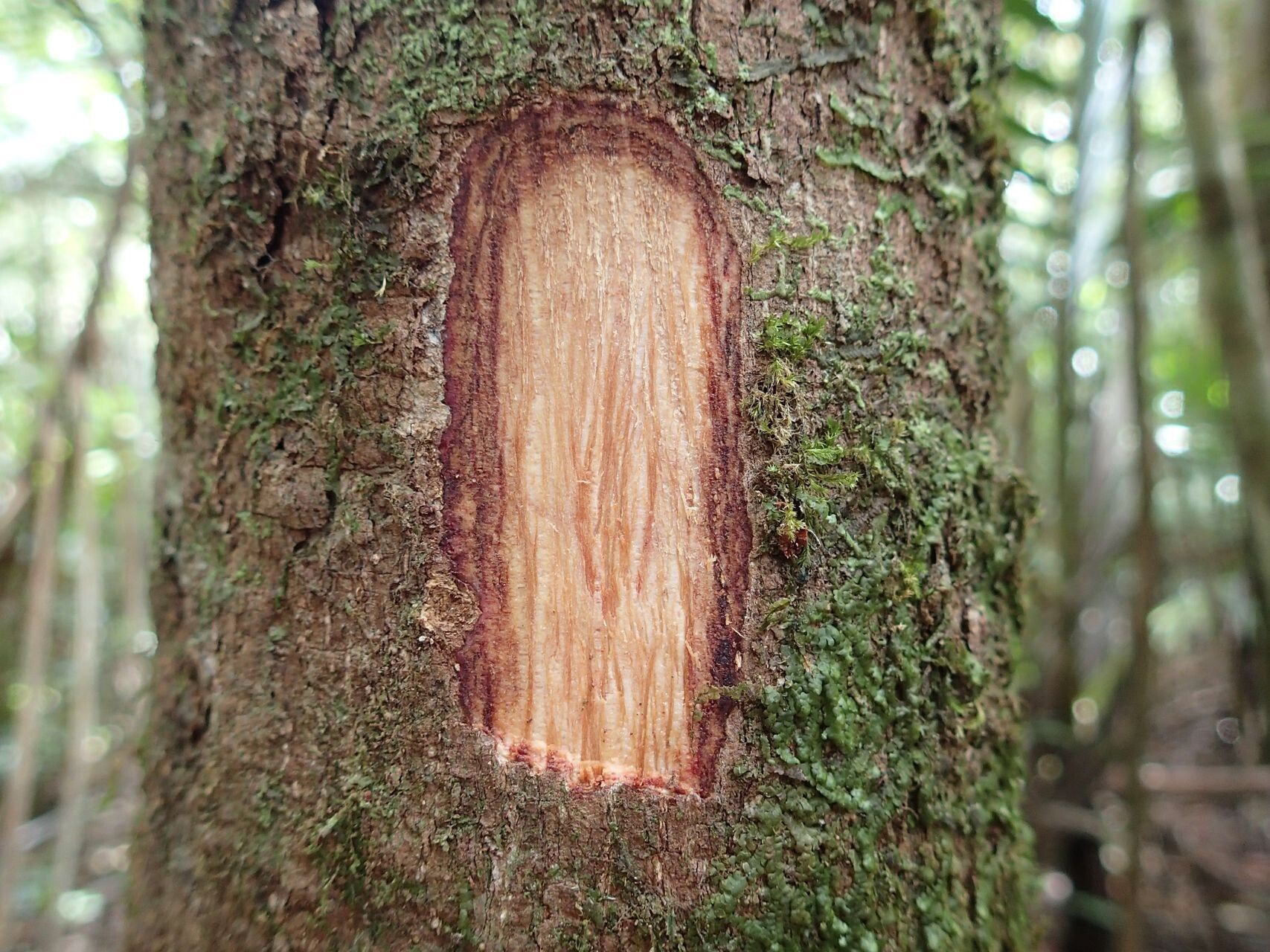 Didymocheton minutiflorus bark