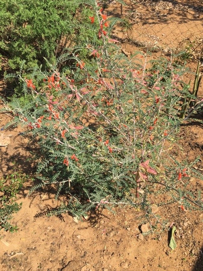 Sutherlandia frutescens — search result for 'Colutea'