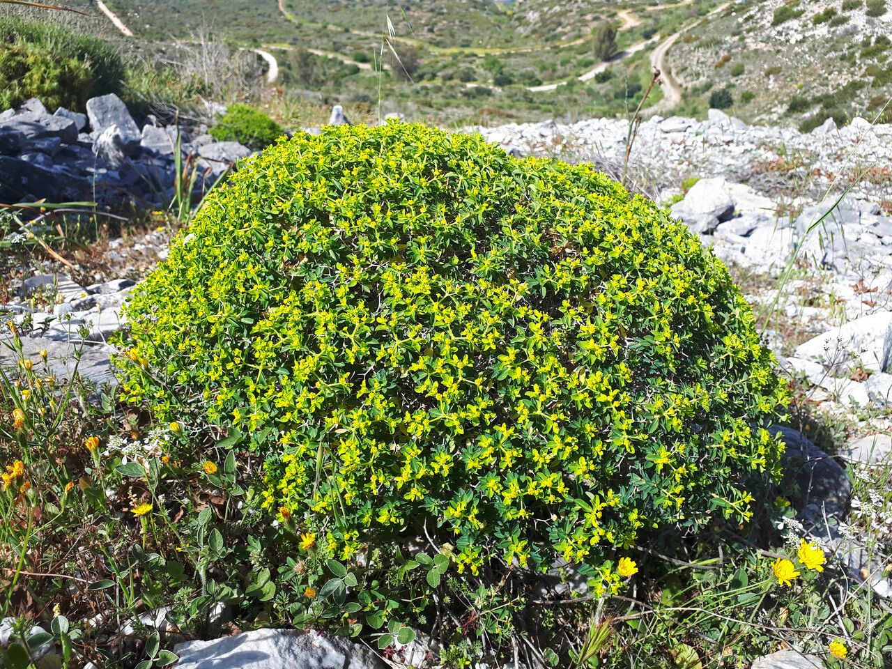 Euphorbia acanthothamnos habit