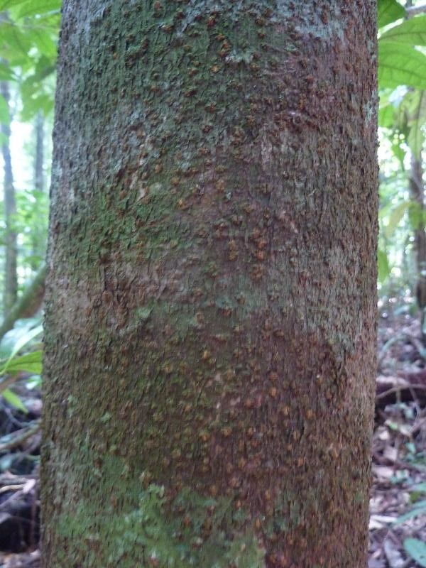 Tapirira obtusa bark