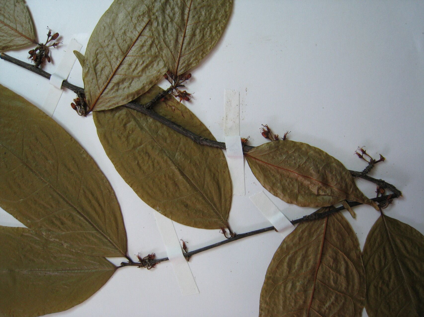 Erythroxylum leptoneurum — houseplant care guide