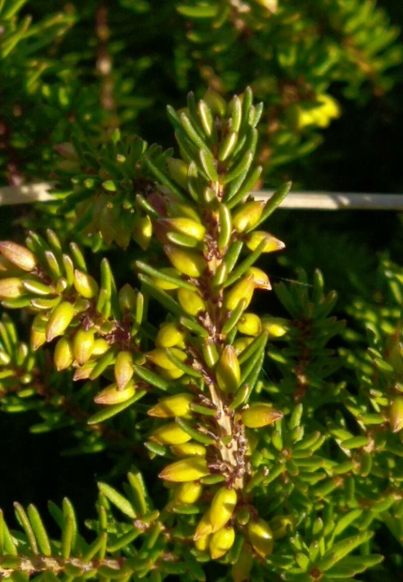 Erica carnea fruit
