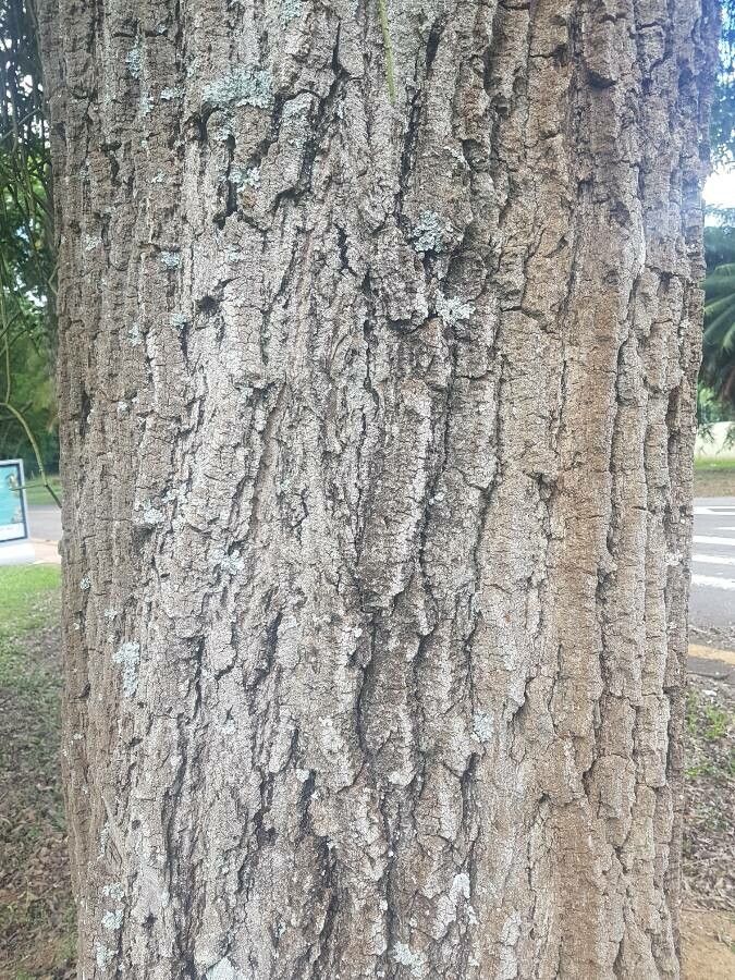 Aspidosperma polyneuron bark