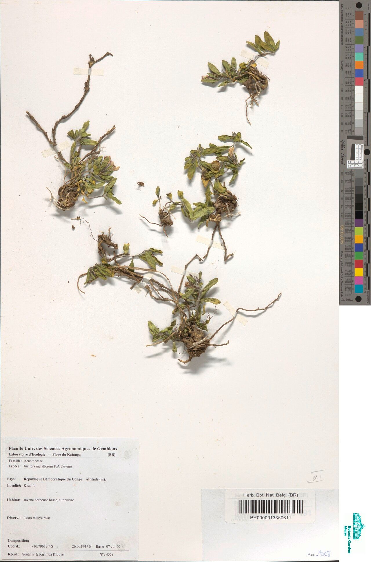 Justicia metallorum — houseplant care guide