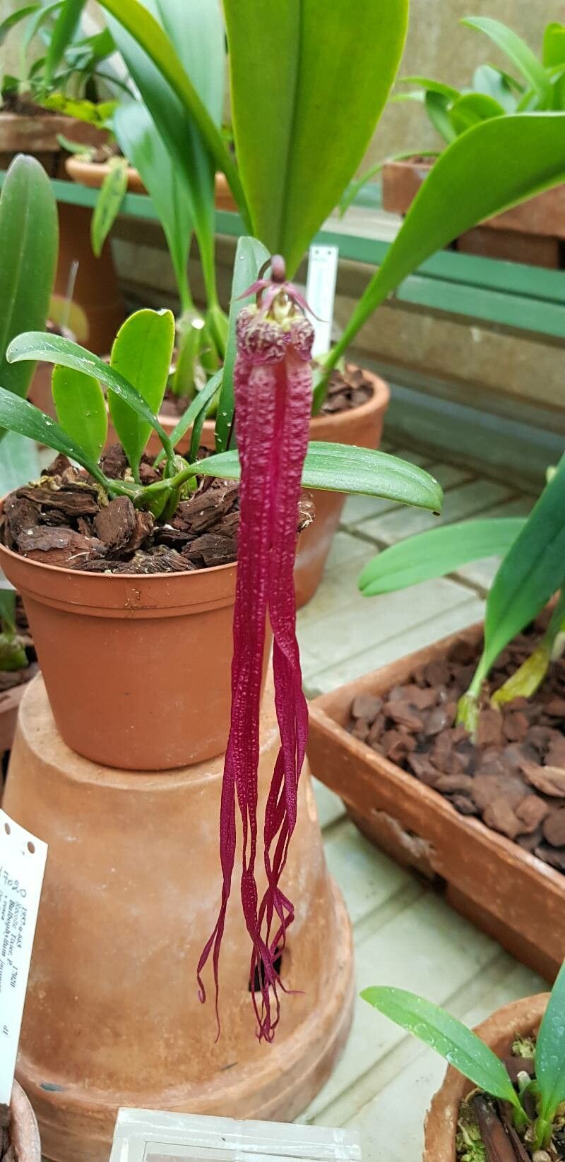Bulbophyllum habrotinum flower