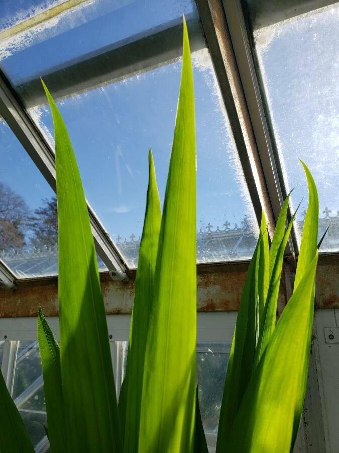 Watsonia marginata leaf