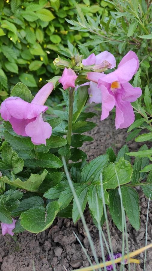 Incarvillea delavayi habit