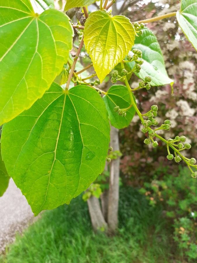 Idesia polycarpa flower