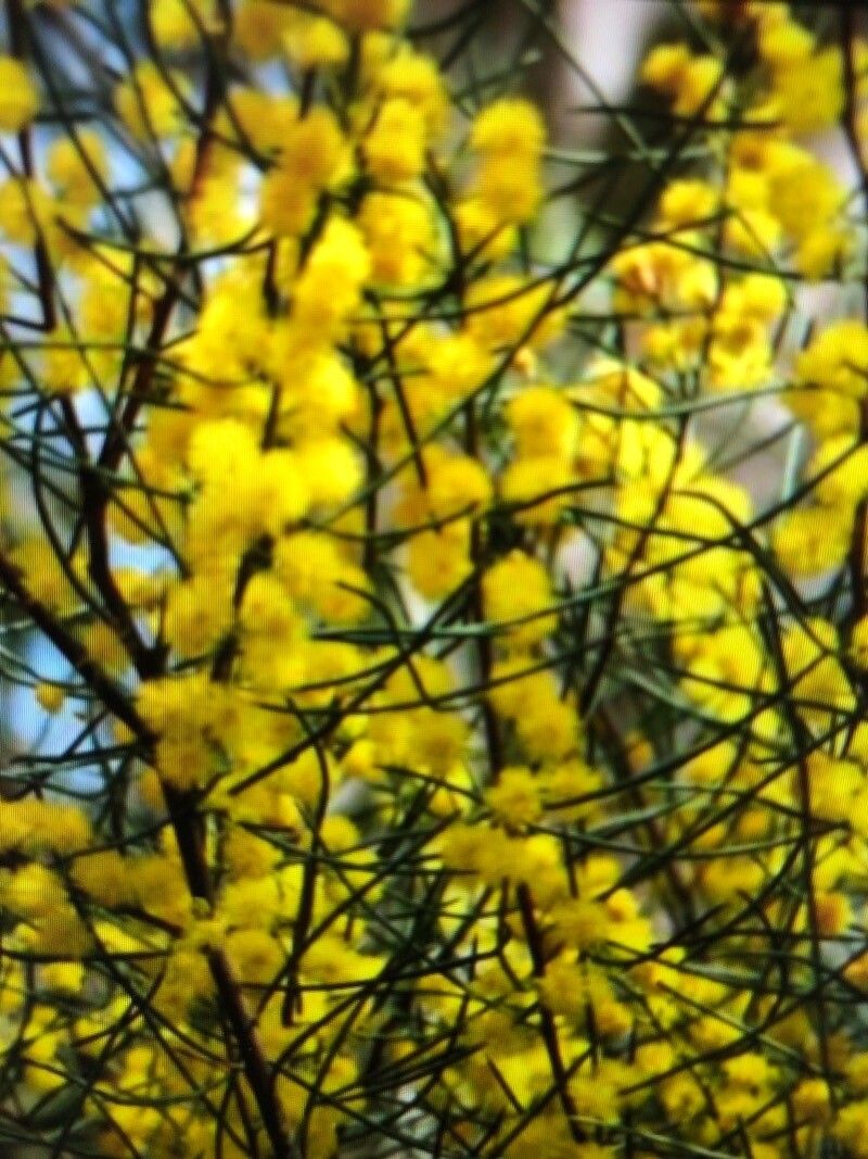 Acacia curranii flower