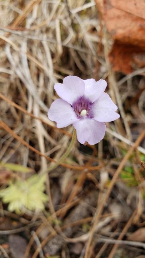 Pinguicula pumila — houseplant care guide