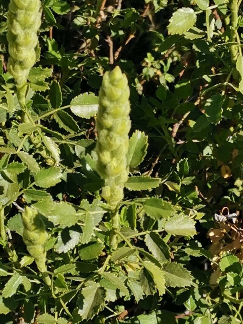Ononis speciosa flower