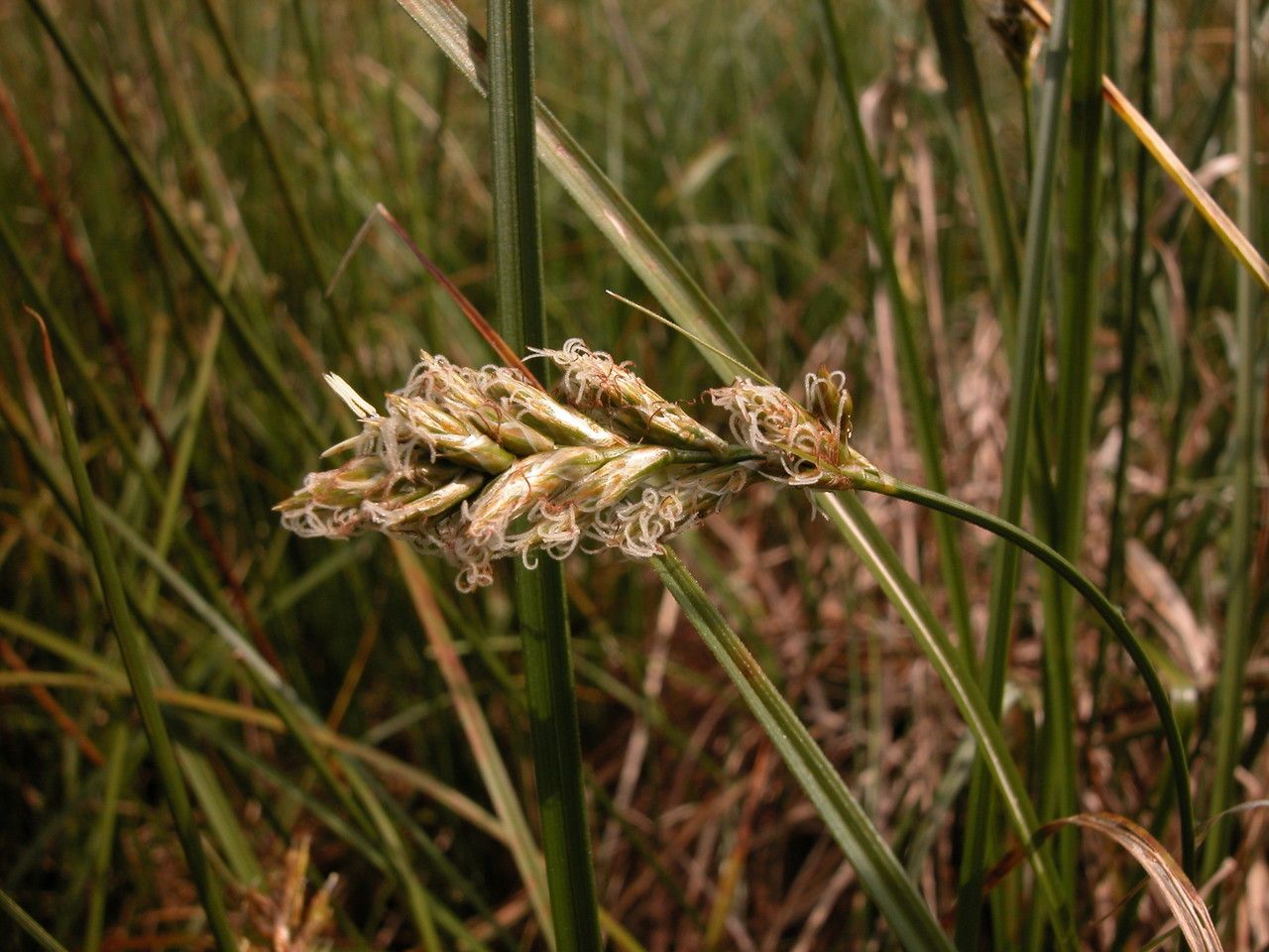 Carex pseudobrizoides fruit