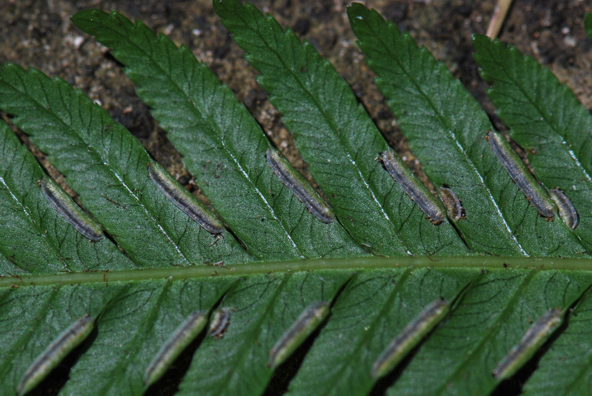 Pteris incompleta — search result for 'Pteris'