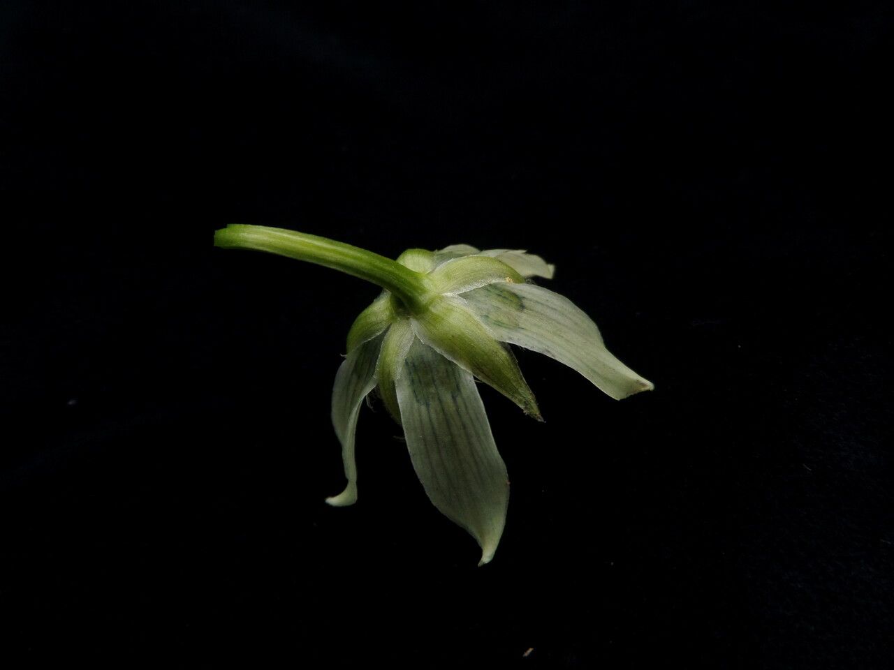 Swertia kingii — houseplant care guide