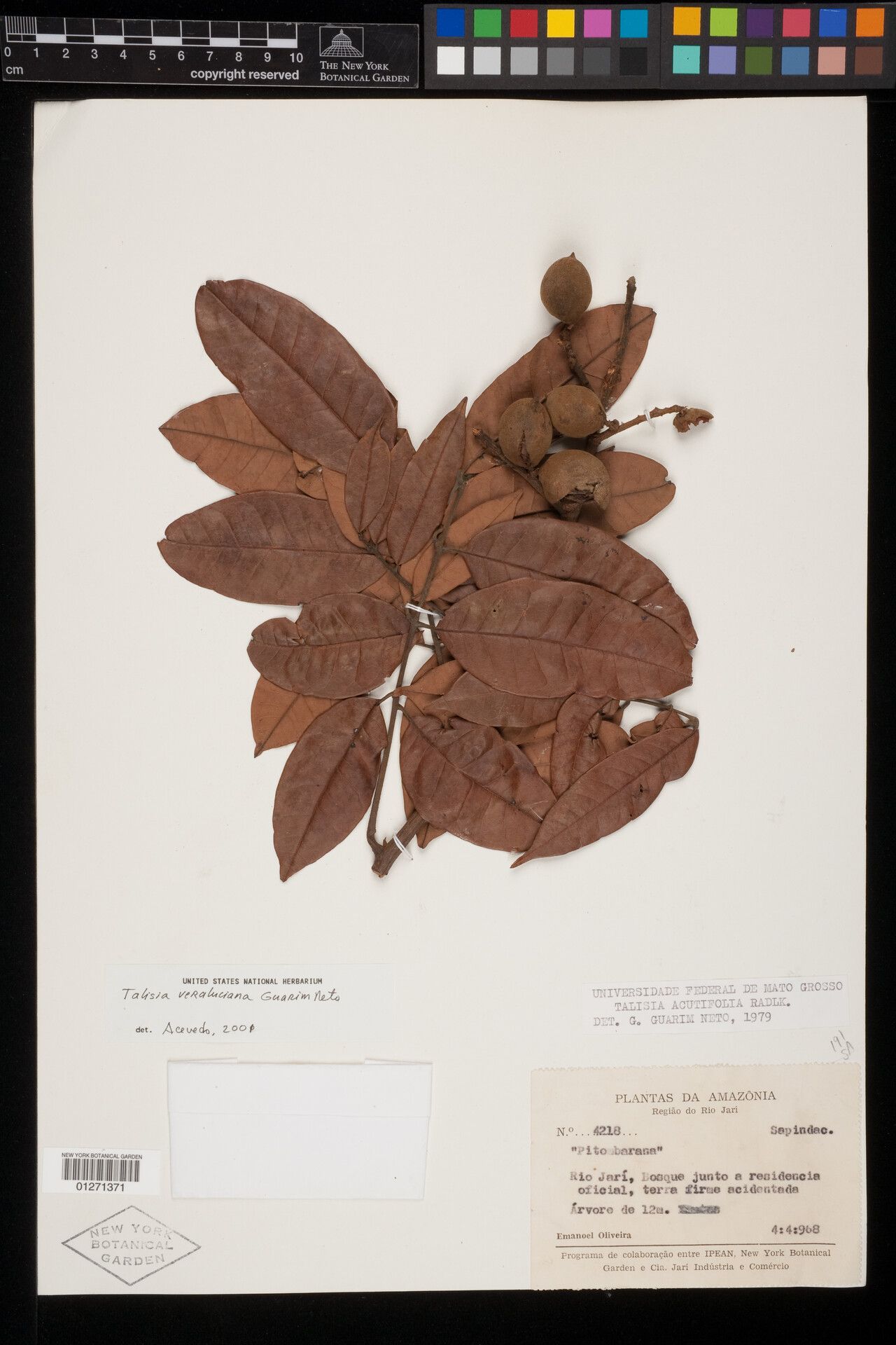 Talisia veraluciana fruit