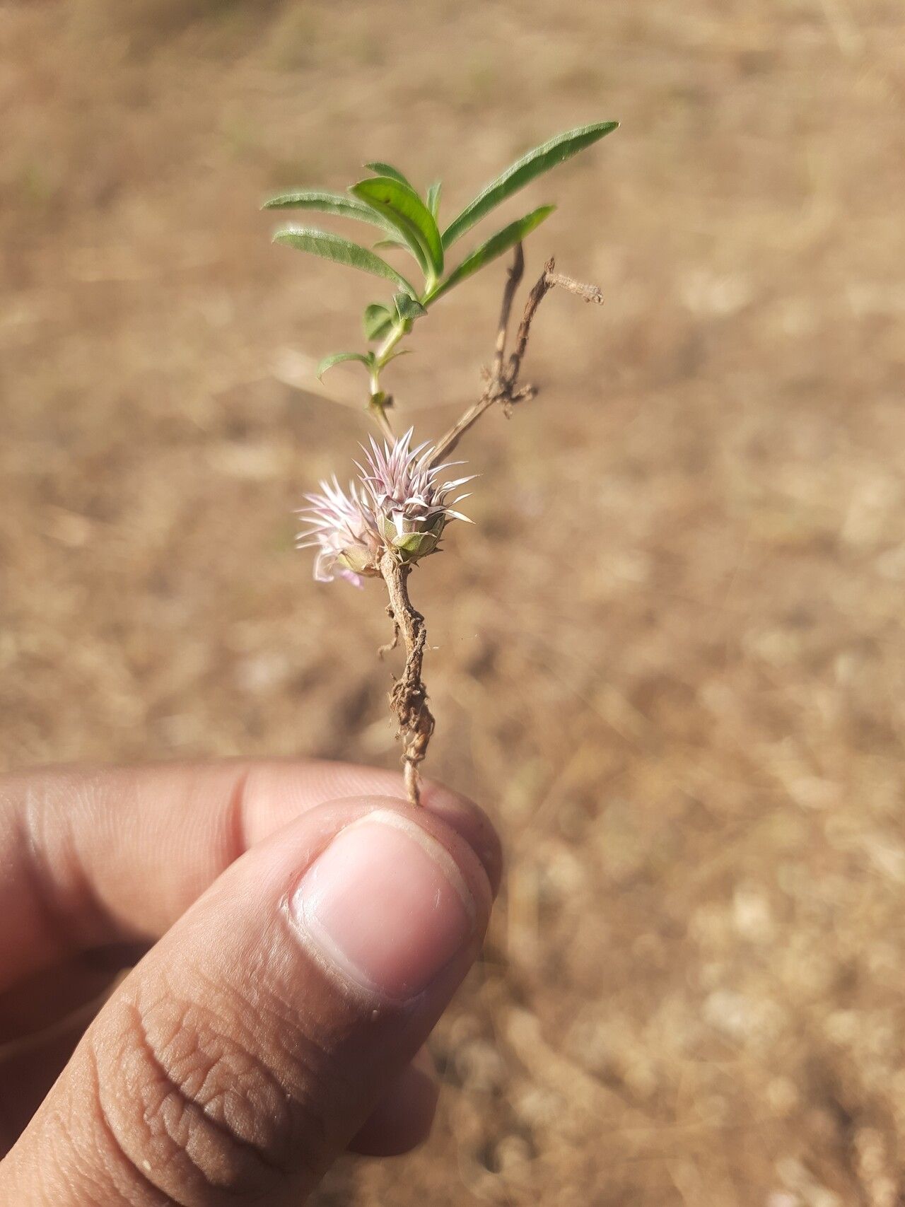Lepidagathis trinervis habit