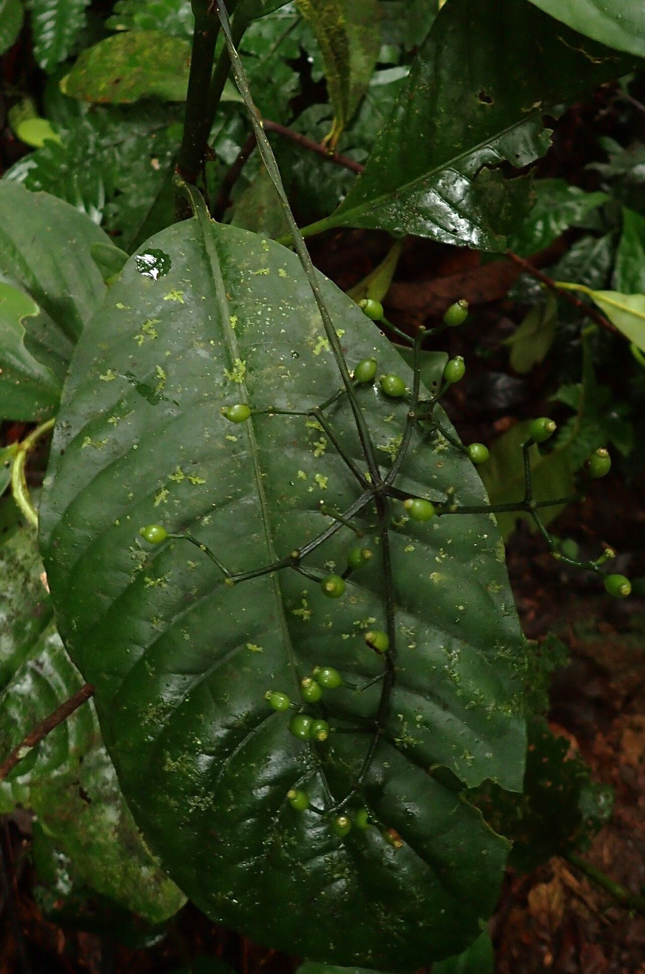 Psychotria pendulothyrsa fruit