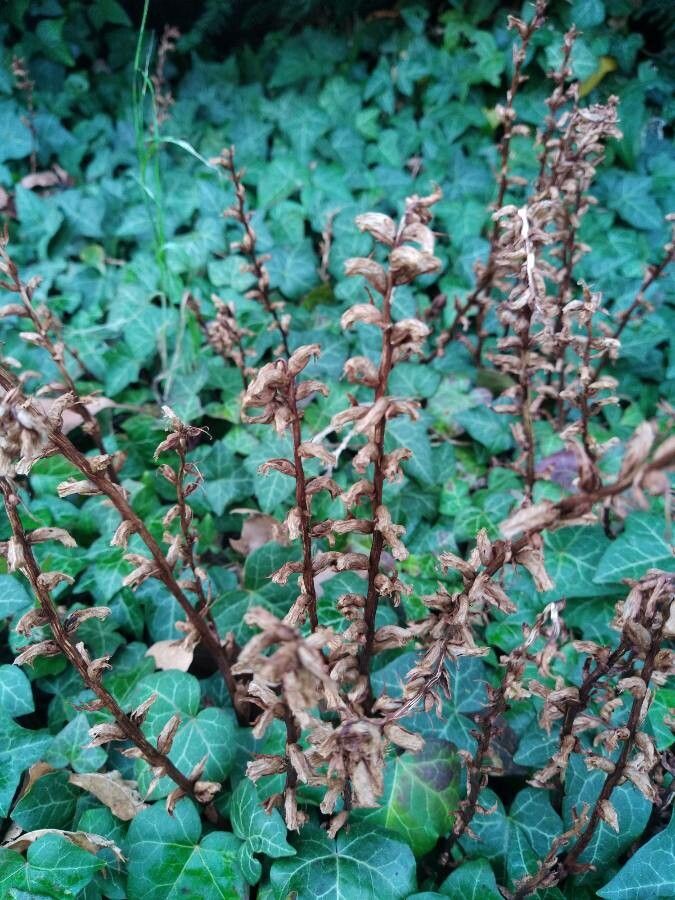 Orobanche hederae fruit