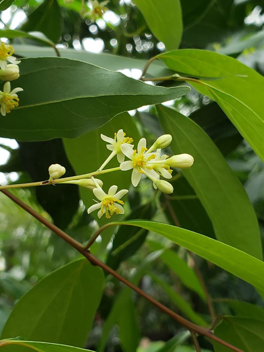 Cinnamomum aromaticum flower
