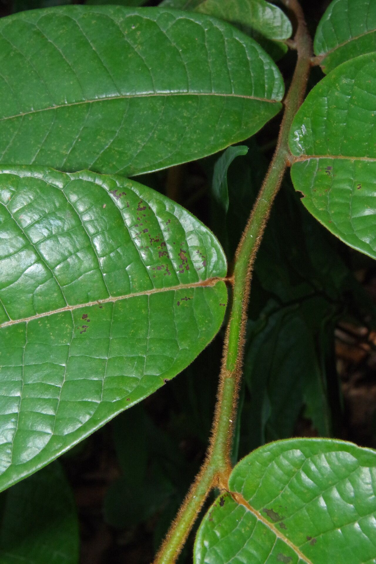 Uvaria bipindensis leaf