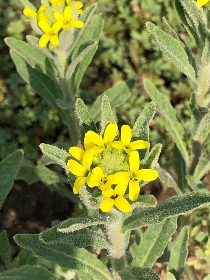 Fibigia clypeata flower