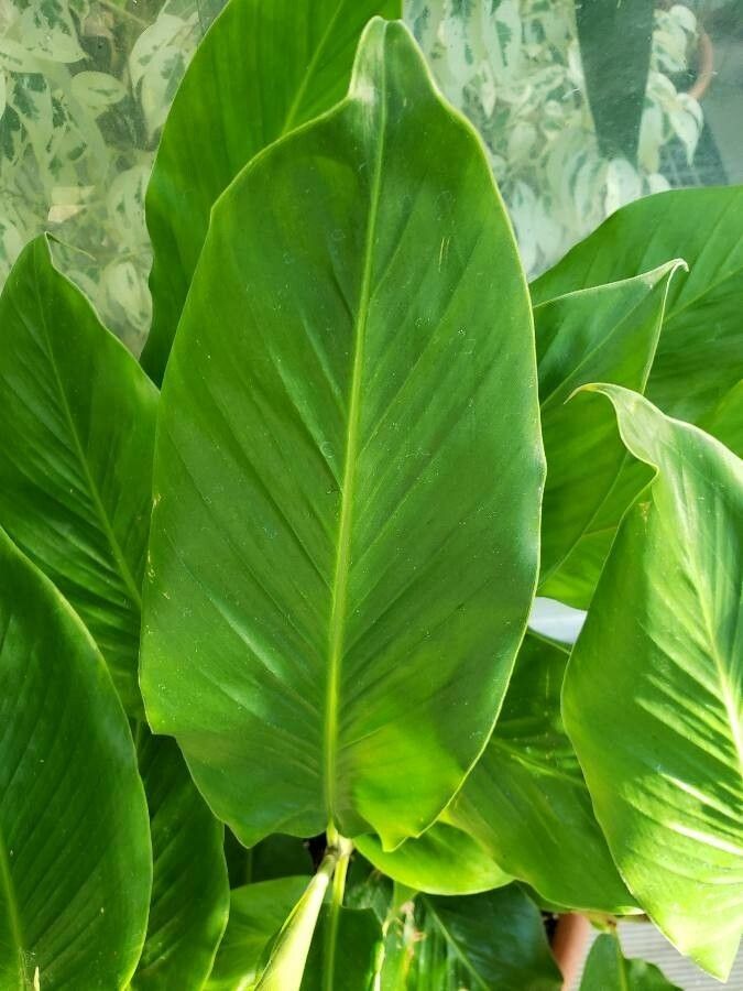 Calathea undulata — search result for 'Calathea'