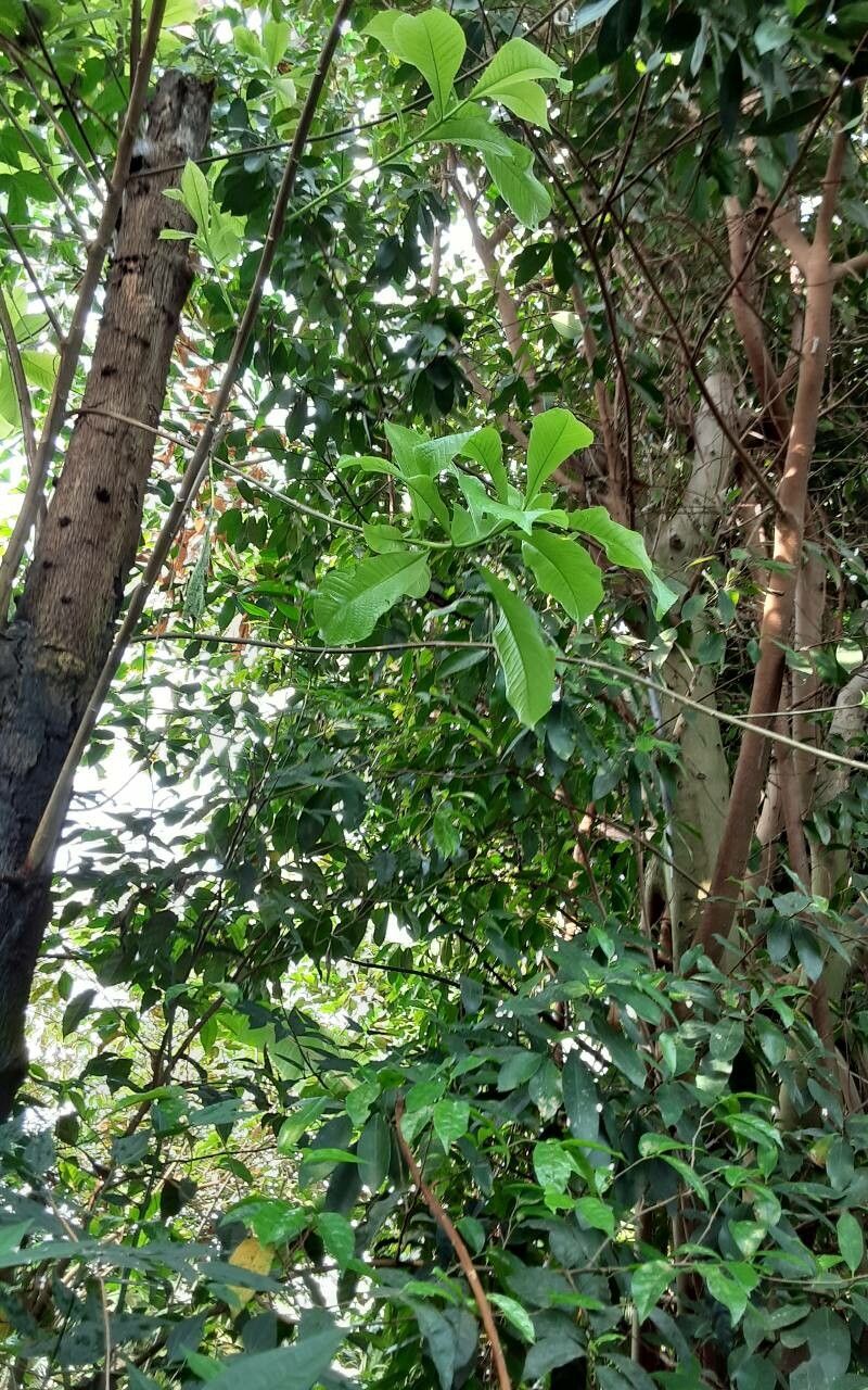 Tabernaemontana elegans — search result for 'Tabernaemontana'