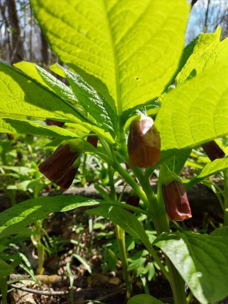 Scopolia carniolica flower