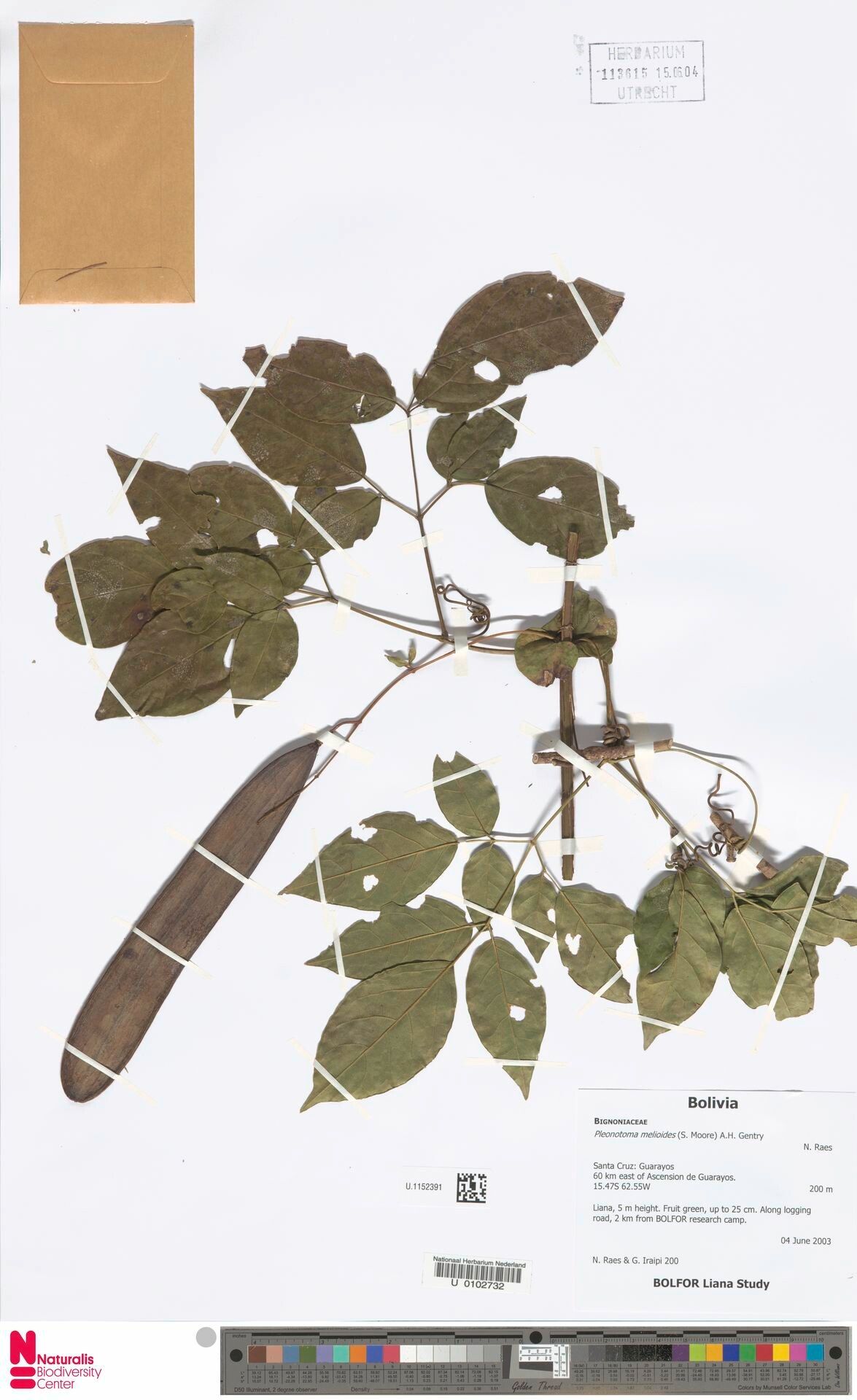 Pleonotoma melioides — related species from the same genus