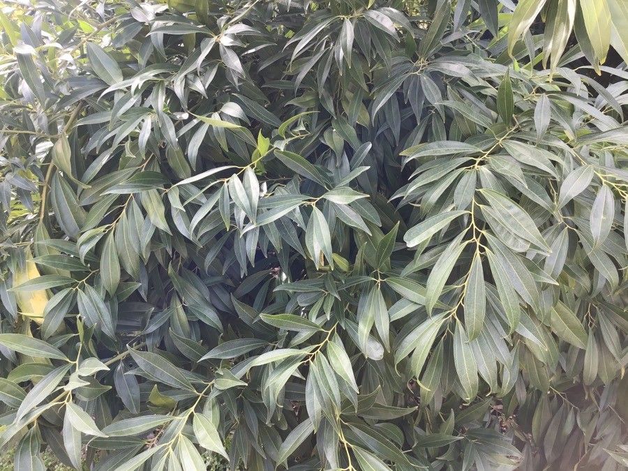 Cocculus laurifolius leaf