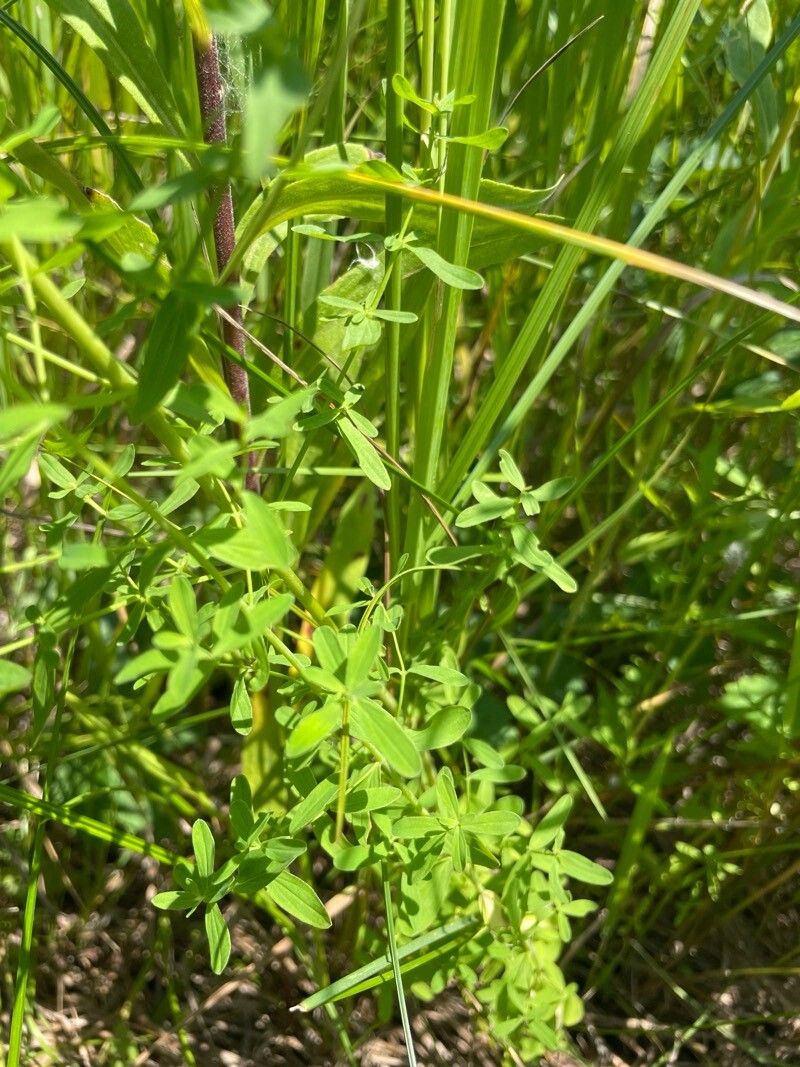 Hypericum canadense — search result for 'Netherlands'