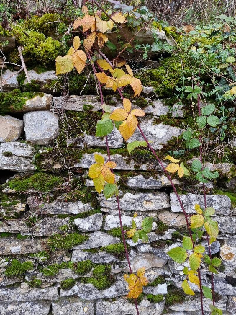 Rubus spina-curva habit
