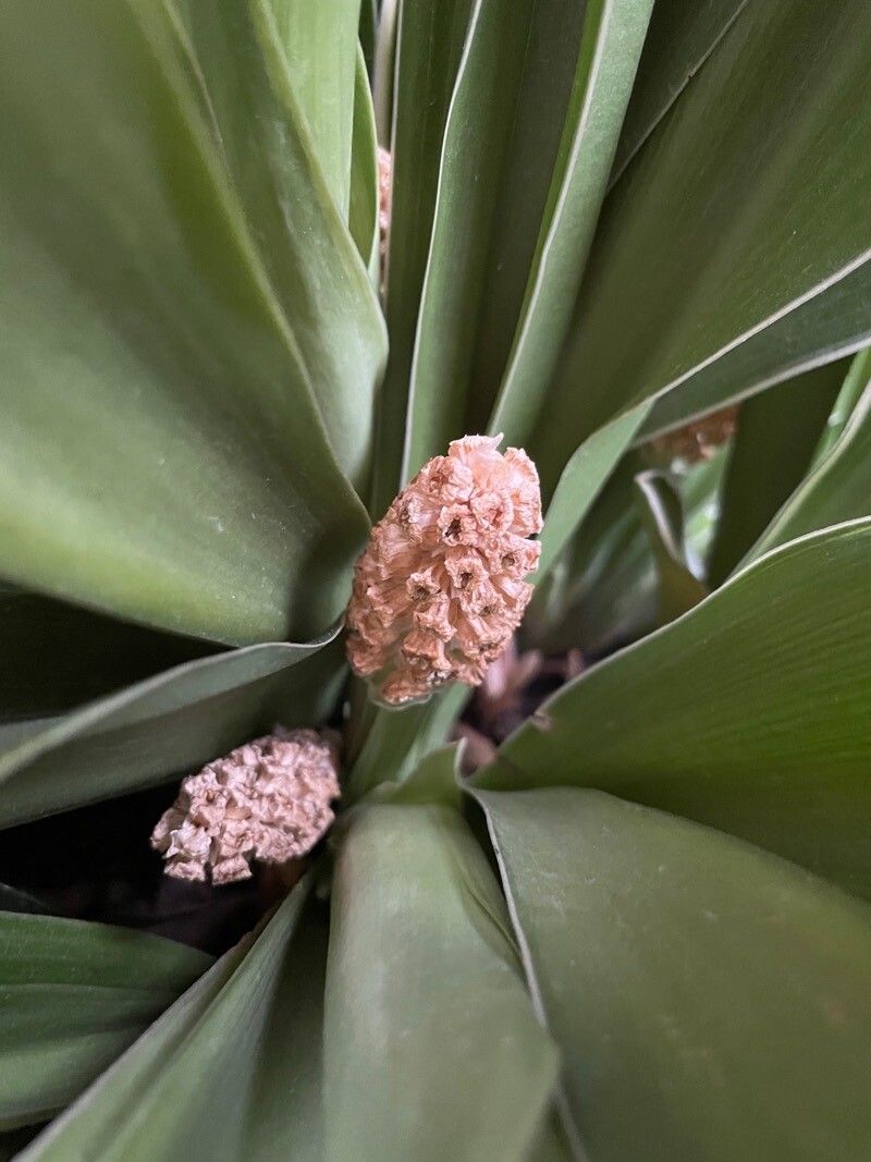 Rohdea japonica fruit