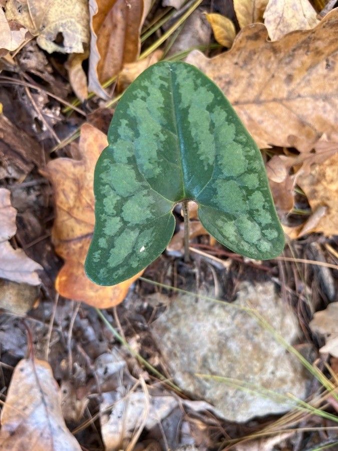 Hexastylis arifolia — search result for 'Kentucky'