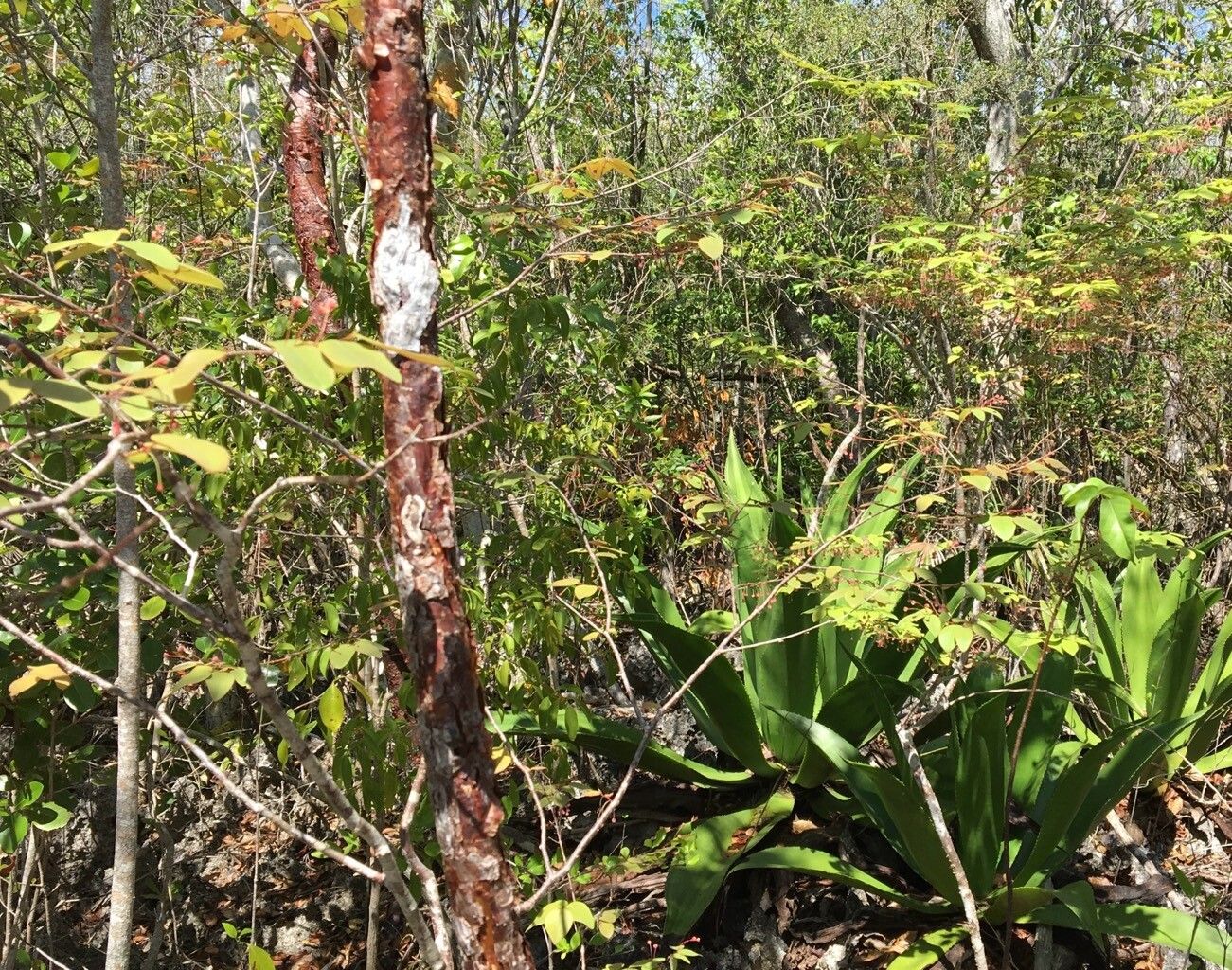 Phyllanthus caymanensis bark