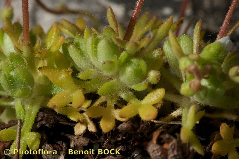Saxifraga reuteriana fruit