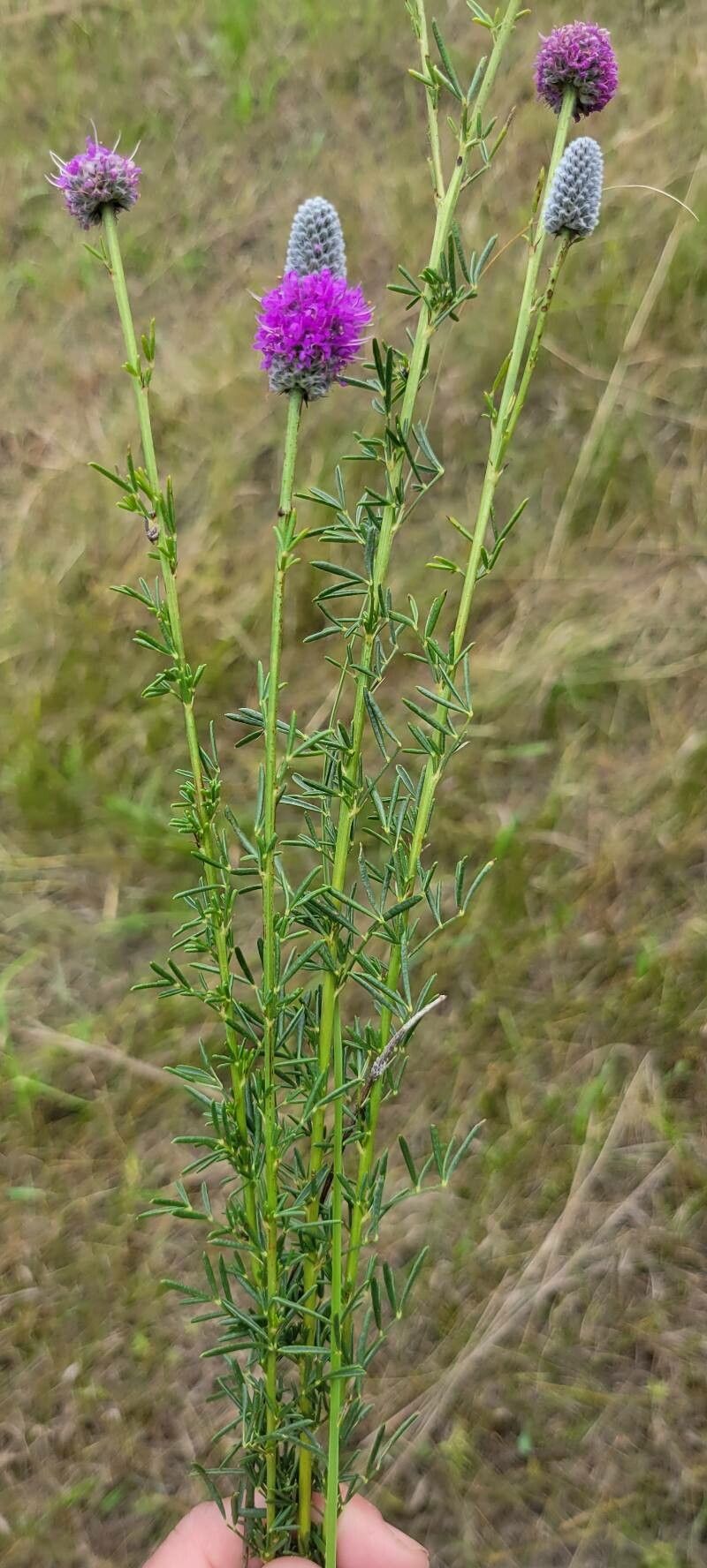 Dalea purpurea — search result for 'Prairie and woodlands of North America'