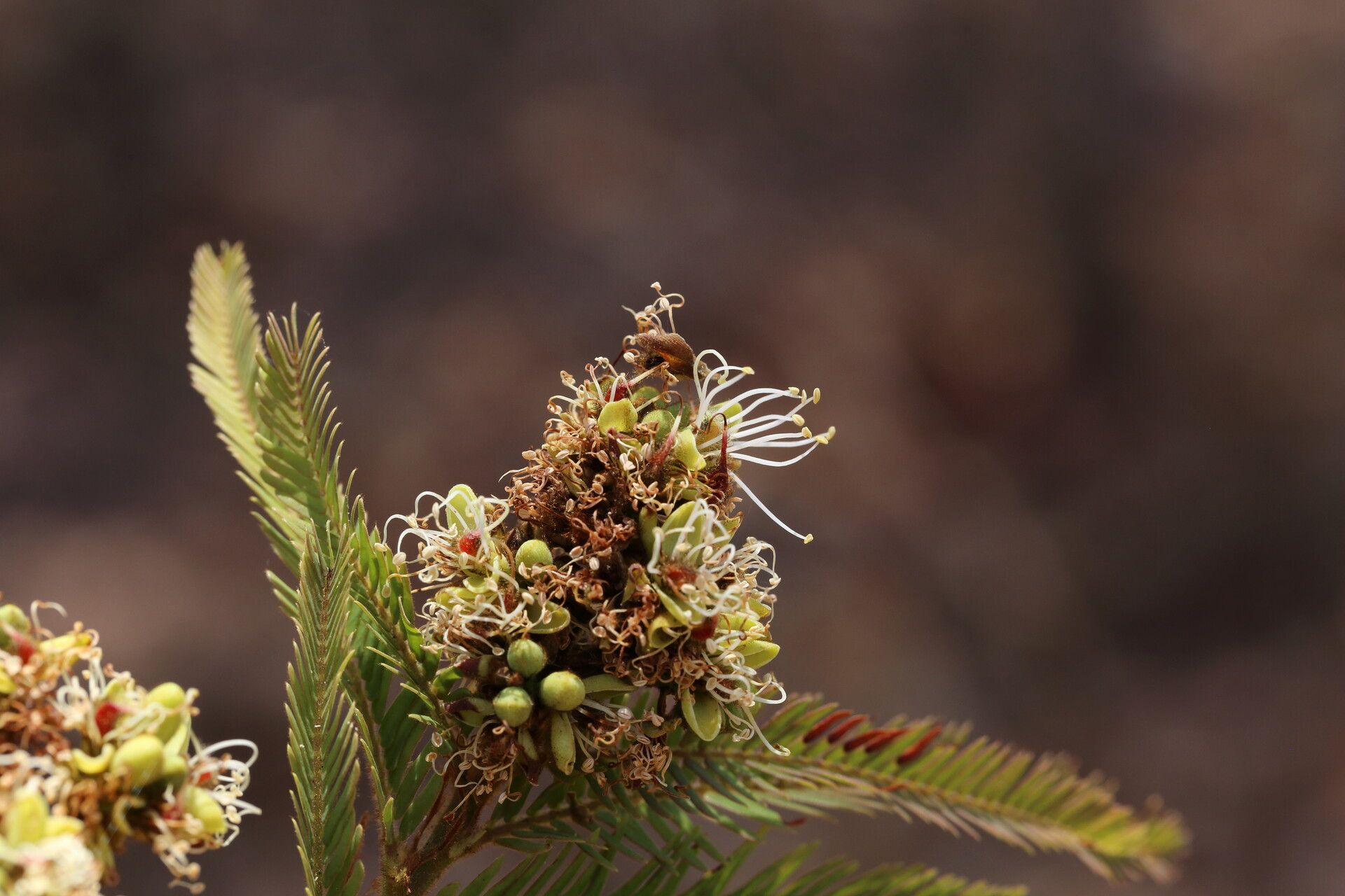 Brachystegia taxifolia flower