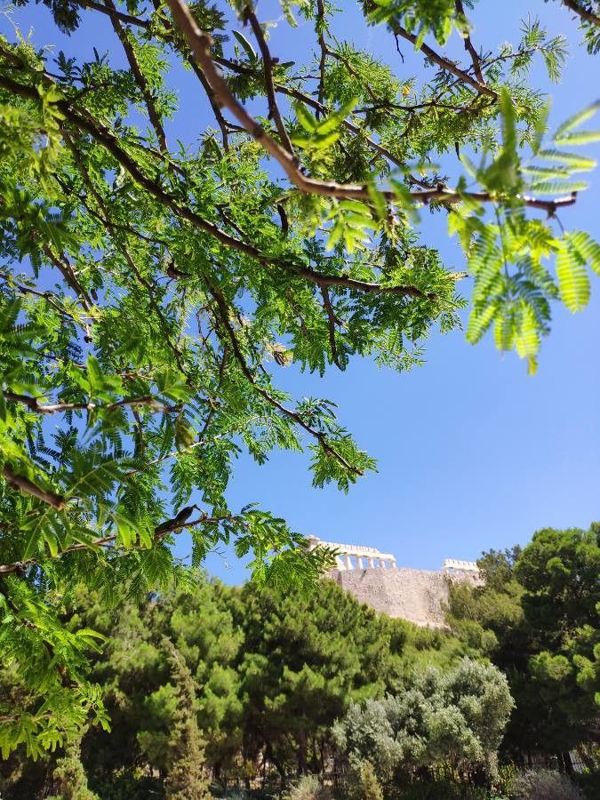 Acacia tortuosa leaf